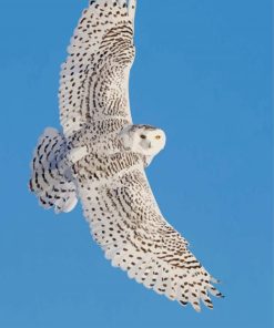 Flying Snowy White Owl paint by number