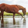 Horse Crossing The River paint by number