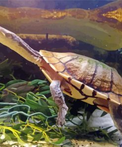 Long Neck Turtle Paint by number