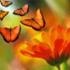 Orange Flower With Butterfly Illustration paint by number