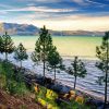 Pine Trees And Rocky Beach paint by number