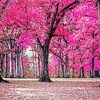 Pink Forest Trees paint by number