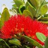 Pohutukawa Tree Paint by number