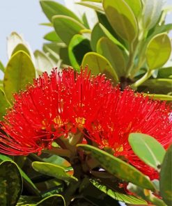 Pohutukawa Tree Paint by number