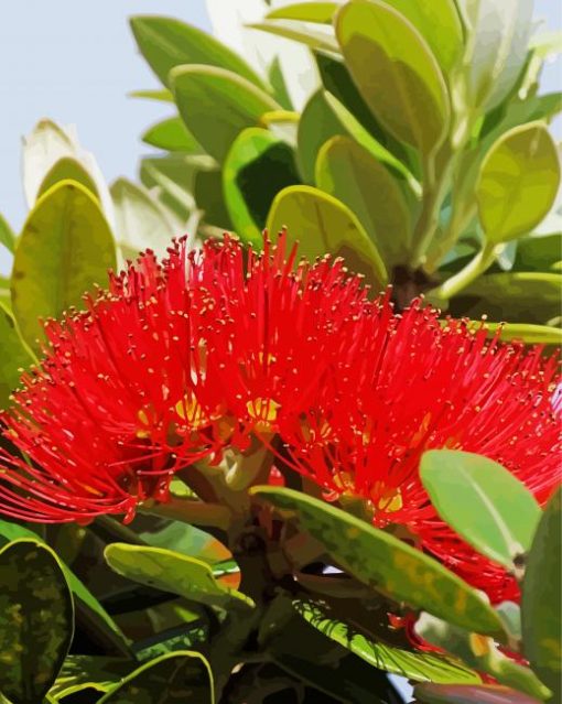 Pohutukawa Tree Paint by number