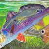 Redfish Drum Illustration paint by number