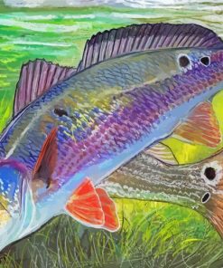 Redfish Drum Illustration paint by number