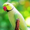 Rose Ringed Parakeet paint by number