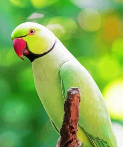 Rose Ringed Parakeet paint by number