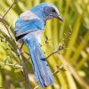 Scrub Jays On Stick paint by number