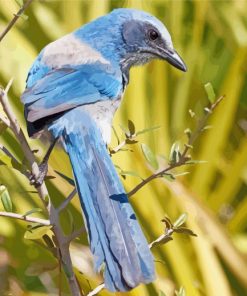 Scrub Jays On Stick paint by number