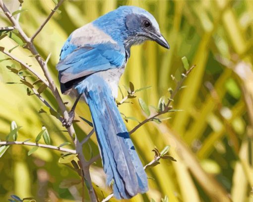 Scrub Jays On Stick paint by number