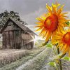 Sunflowers And Old Barn Farm paint by number