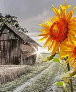 Sunflowers And Old Barn Farm paint by number