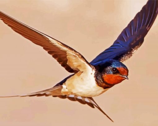 Swallow Bird Flying paint by number