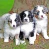 Toy Aussie Puppies paint by number