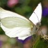 White Butterfly paint by number