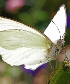 White Butterfly paint by number