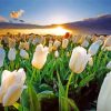 White Flowers Field At Sunset paint by number