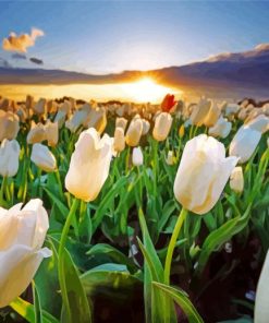 White Flowers Field At Sunset paint by number