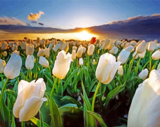 White Flowers Field At Sunset paint by number