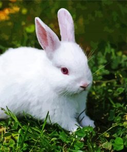 White Small Rabbit paint by number