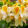 White Yellow Azalea Plants paint by number