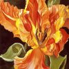 Yellow Orange Parrot Tulip Flower paint by number