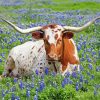 Aesthetic Bluebonnet And Longhorn paint by number