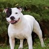 Aesthetic White Staffie Dog paint by number