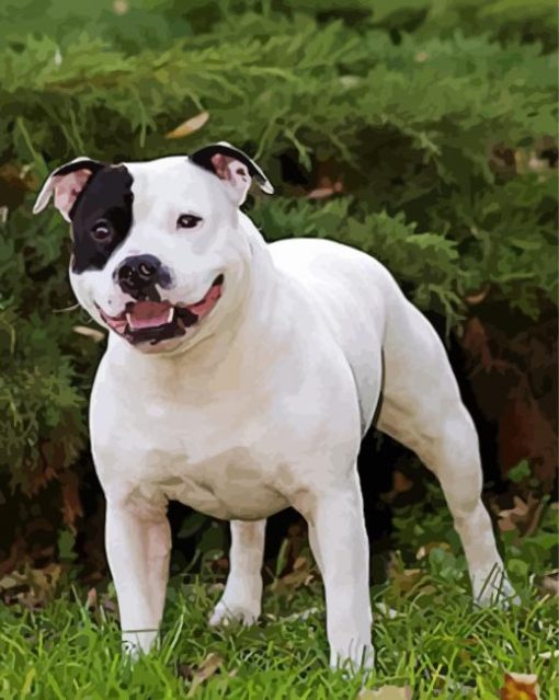 Aesthetic White Staffie Dog paint by number