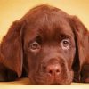 Aesthetic Brown English Labrador paint by number