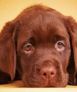 Aesthetic Brown English Labrador paint by number