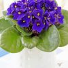 African Violet Flowers Vase Paint by number