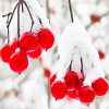 Berries In Winter paint by number