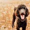 Black Happy Poodle paint by number