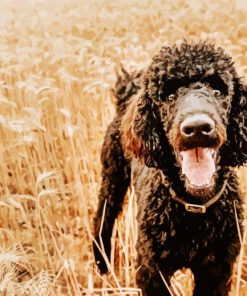 Black Happy Poodle paint by number