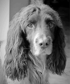 Black And White Working Cocker Spaniel paint by number