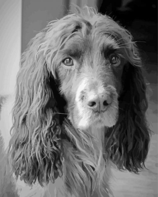 Black And White Working Cocker Spaniel paint by number