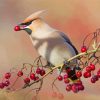 Cedar Waxwing Eating paint by number