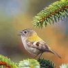 Cute Goldcrest Bird Paint by number