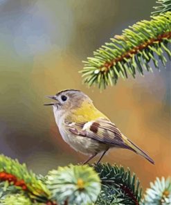 Cute Goldcrest Bird Paint by number