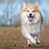 Cute Icelandic Sheepdog paint by number