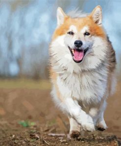 Cute Icelandic Sheepdog paint by number