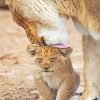 Female Lion With Cub paint by number