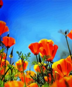 Orange Poppies Field paint by number