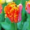 Parrot Tulip Plant paint by number