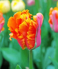 Parrot Tulip Plant paint by number