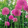 Pink Alliums paint by number