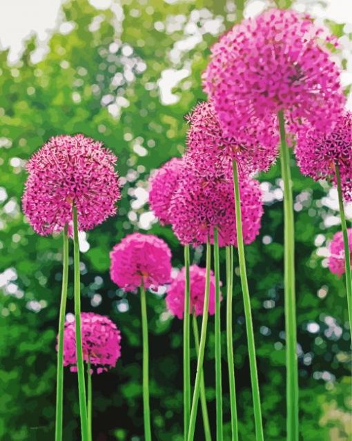 Pink Alliums paint by number